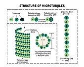 Structure and functions of microtubule, illustration