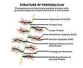 Structure of proteoglycans, illustration