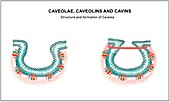 Caveolae, illustration