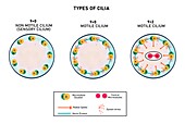 Different types of cilium, illustration