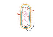 Gram negative bacterium, illustration