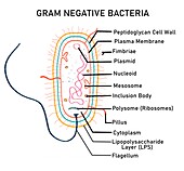 Gram negative bacterium, illustration