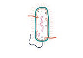 Gram positive bacterium, illustration