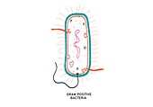 Gram positive bacterium, illustration