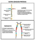 Matrix adhesion proteins, illustration