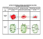 Osmosis in a plant cell and red blood cell, illustration