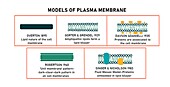 Plasma membrane models, illustration
