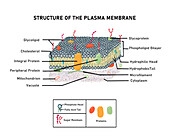 Fluid mosaic model of plasma membrane, illustration