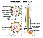 Motile cilium, illustration