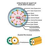 Bacterial flagellum, illustration