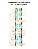 Types of protein in the plasma membrane, illustration