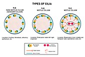 Different types of cilium, illustration