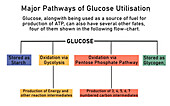 Major pathways of glucose utilisation, illustration