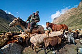 Sheep herding on horseback