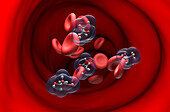 Lactic acid in blood vessel, illustration