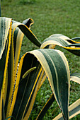 Nahaufnahme einer Agave (Agave americana) im sommerlichen Park