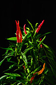 Fresh red Thai chillies on the vine