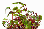 Sorrel microgreens against a white background