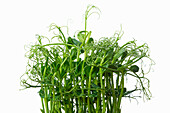 Pea sprouts on a white background