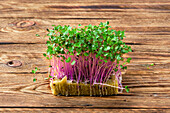 Kohlrabi-Microgreens auf Holzplatte