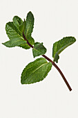 Sprig of fresh peppermint