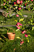 Apple tree branch with red apples and basket in the background