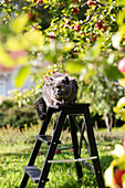 Grey cat sitting on stepladder under apple tree