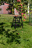 Apple harvest in summer garden