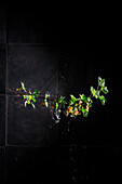 Twig with redcurrants and water droplets