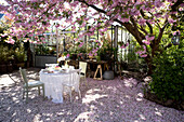 Gedeckter Tisch unter blühendem Kirschbaum, Boden mit Kirschblüten bedeckt