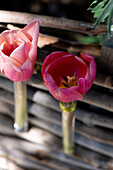 Zwei rosafarbene Tulpen in Glasröhrchen an einem Zaun