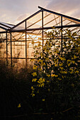 Garten mit gelb blühenden Stauden vor Gewächshaus im Sonnenuntergang