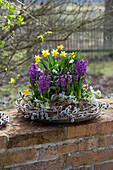 Blumenkranz aus Hyazinthen (Hyacinthus), Narzisse 'Tete a Tete' (Narcissus), Milchstern, Frühlingsknotenblume und Weidekätzchen auf Gartenmauer