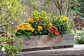 Flower box with primrose 'Persian Weave', Goldlack, 'Winter Spirit' and 'Winter Power Gold' and spurge 'Kalmus Weissbunter, 