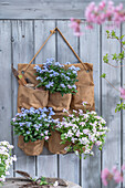 Gänsekresse 'Pink Gem' (Arabis caucasica) in Holzkiste und Vergissmeinnicht (Myosotis) in Jute Hängesäckchen an Holzwand und Werkzeug auf Terrassentisch