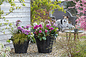  Bergenia &#39;Abendkristall&#39;, &#39;Nachtkristall&#39;, &#39;Harzkristall&#39;, Calamus &#39;Ogon&#39;; Sedge &#39;Eversheen&#39; in baskets at a seating area on a gravel terrace\n\n 