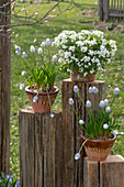 Grape hyacinth 'Peppermint' (Muscari), watercress 'Alabaster' (Arabis caucasica) in pots on wooden posts in the garden