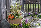 Primrose 'Sweet Apricot Macedonia', watercress 'Variegata', spurge 'Ascot Rainbow', hyacinths (Hyacinthus) and multi-colored spurge in pots on the patio