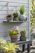 Feather grass, calamus 'Ogon', Japanese sedge 'Evergold' and foam flower (Tiarella) in pots on a wooden board on the patio