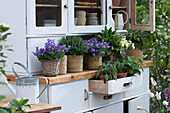 Glockenblumen (Campanula), Salbei (Salvia), Hornveilchen (Viola Cornuta), Thymian, Blutampfer in Töpfen auf altem Küchenbuffet auf der Terrasse
