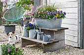 Edel Stiefmütterchen 'Ruffles Dark Heart' und 'Purple White Rim' (Viola Wittrockiana), Primel (Primula) und Federhaargras in Zinkwanne und Hund auf Terrasse