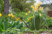 Wild tulip 'Honky Tonky' and tulip 'Golden Strong' in old watering cans in the garden bed with lady's mantle (Alchemilla)