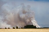 Smoke from burning field, Willamette Valley, Oregon, USA