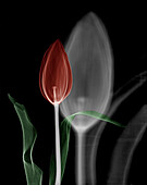 Tulip (Tulipa sp.) flower, X-ray