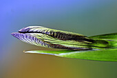 Stinking iris (Iris foetidissima) bud