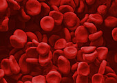 Red blood cells, SEM