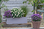 Margeriten (Leucanthemum), Schopflavendel (Lavandula Stoechas) und Federgras (Stipa pennata) in Kübeln auf der Terrasse