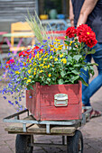 Blumenkasten mit Männertreu, Zweizahn, Geranie (Pelargonium), Dahlie (Dahlia), Federgras und Zauberschnee, schwedischer Blütensommer