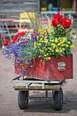 Blumenkasten mit Männertreu, Zweizahn, Geranie (Pelargonium), Dahlie (Dahlia), Federgras und Zauberschnee, schwedischer Blütensommer