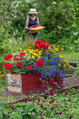 Frau bei Gartenarbeit, Blumenkasten mit Männertreu, Zweizahn, Geranie (Pelargonium), Dahlie (Dahlia), Federgras und Zauberschnee, schwedischer Blütensommer